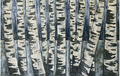 Birch forest