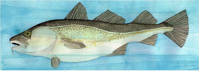 Gadus Morhua