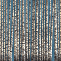 Betula II