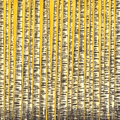 Betula
