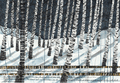 Stille snefall