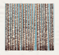 Birch Forest I